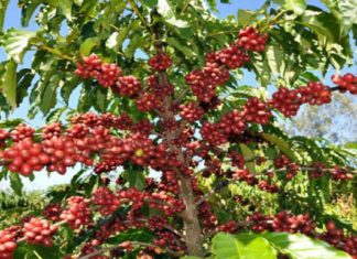 Café de Rondônia terá certificado de origem geográfica