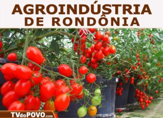 CULTIVOS HIDROPÔNICOS de ALTA QUALIDADE