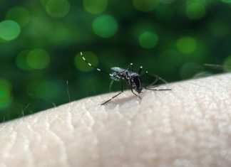 Pesquisadores da Fiocruz desenvolvem teste que custa R$ 1 para detectar zika em menos de uma hora