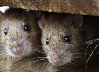 PERIGO: Imagens mostram ratos circulando em área do João Paulo II