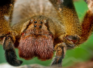 Veneno de aranha brasileira pode ajudar a tratar disfunção erétil