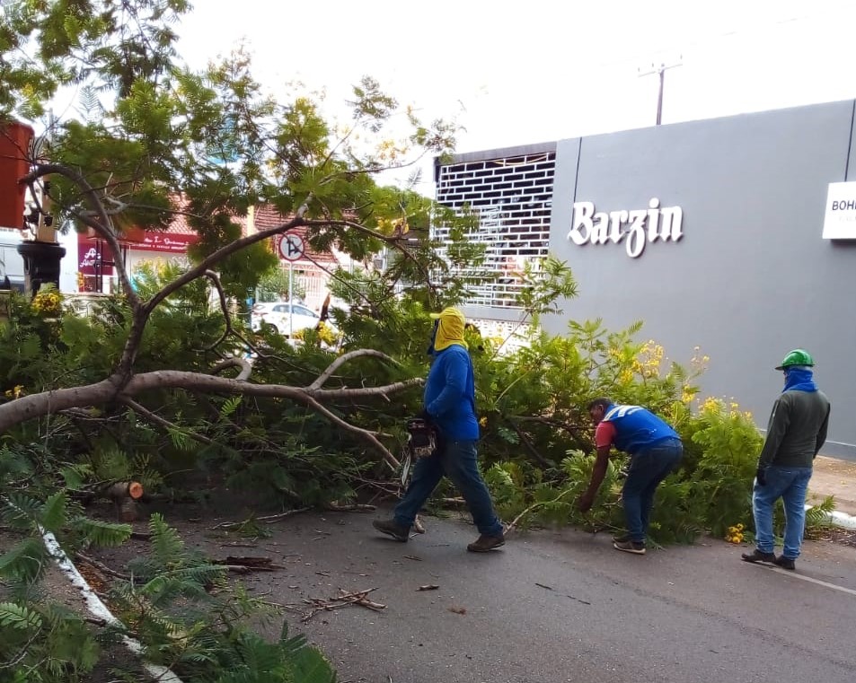 Servidores da Sema realizam retirada de árvore que caiu em via pública