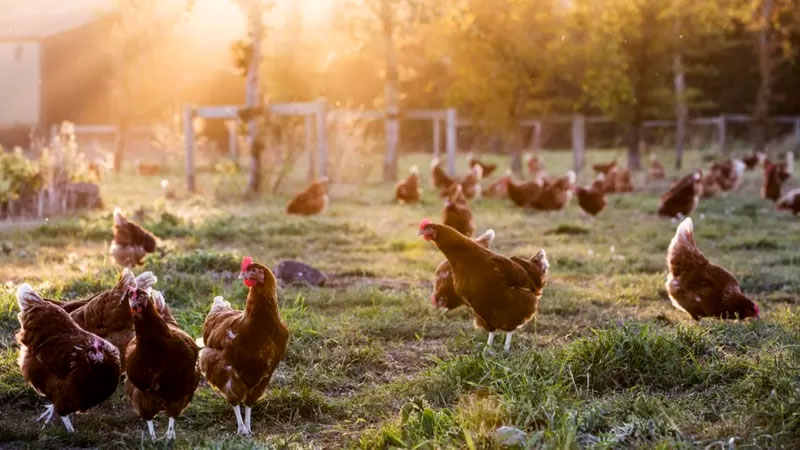 Centenas de milhares de galinhas estão sendo sacrificadas em Israel (foto de arquivo