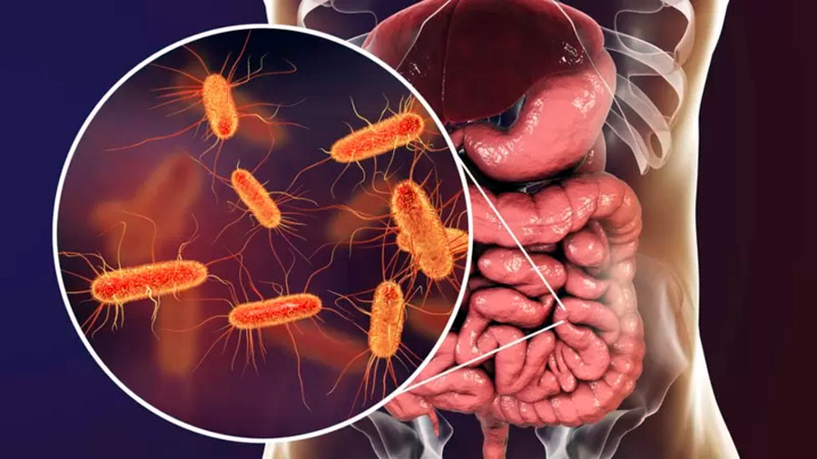 Bactérias que vivem no intestino se alimentam de fibras, entre outros