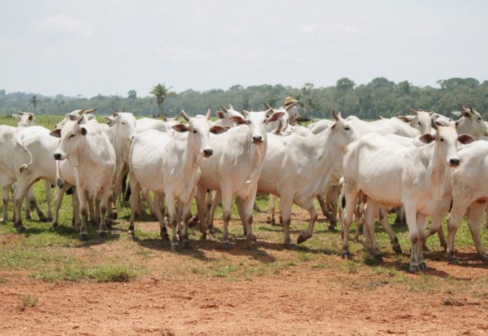 Rondônia tem o maior rebanho nacional dentro das áreas livres de febre aftosa sem vacinação.