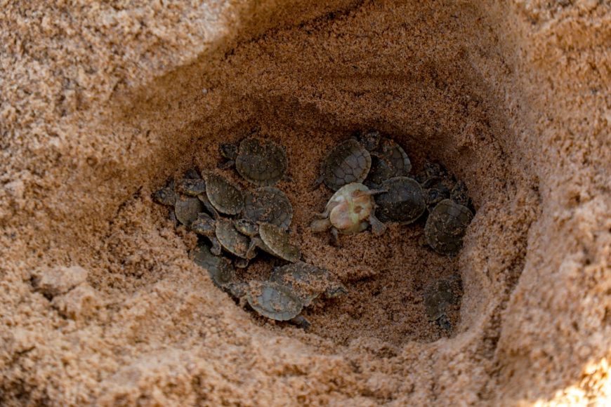 Soltura de tartarugas do projeto Quelônios do Guaporé é considerado um dos maiores do mundo e tem o apoio do Governo de Rondônia
