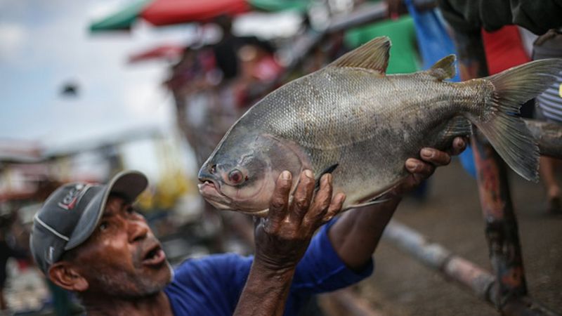 Carne do tambaqui é muito apreciada e pode ser consumida de várias maneiras