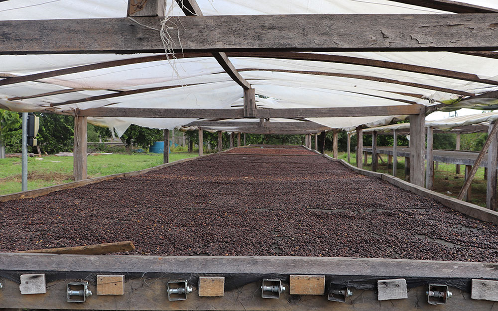O currículo sustentabilidade indica as boas praticas de produção para o café de Rondonia e é pré-requisito para a IG