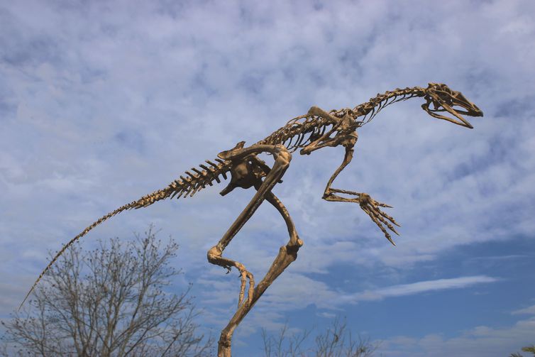 Reconstrução do esqueleto do Venetoraptor Gassenae - Rodrigo Temp Müller