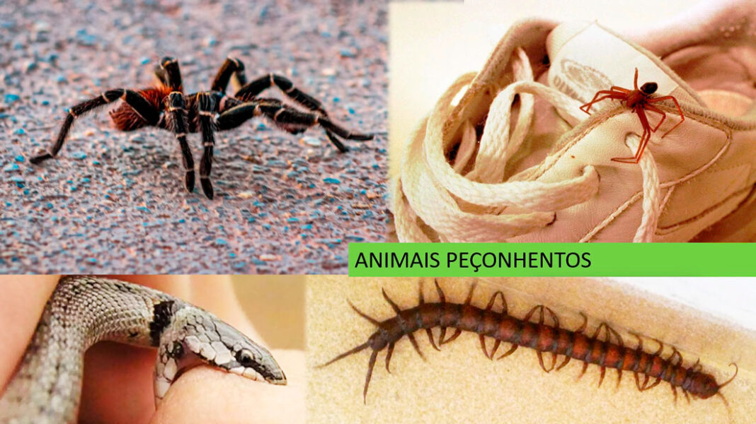 Medidas de segurança contra animais peçonhentos no inverno amazônico