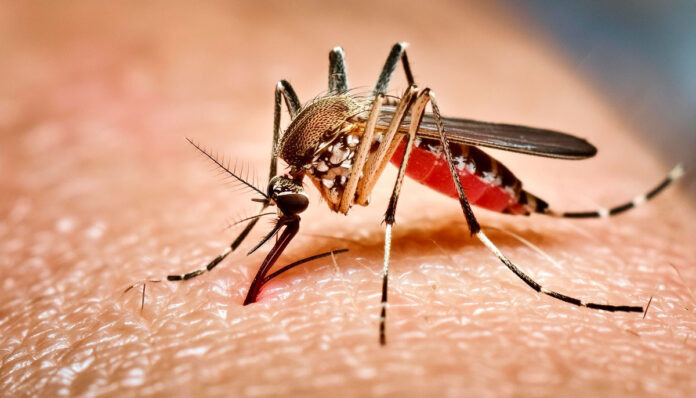 Proliferação-do-Aedes-aegypti-no-Período-Chuvoso--c Durante o Inverno Amazônico, o acúmulo de água em recipientes como pneus, vasos e calhas cria ambientes ideais para a reprodução do Aedes aegypti.