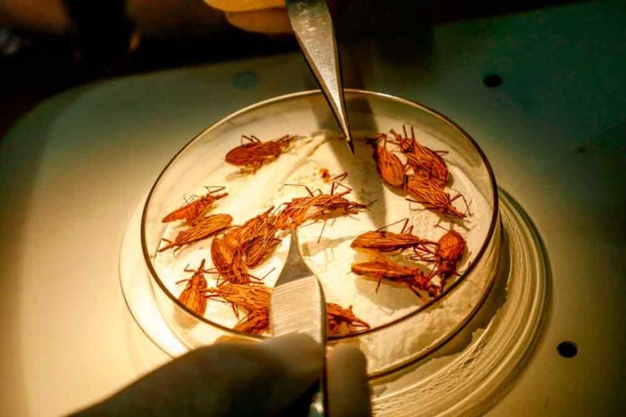 Sem-Título-1 Rondônia intensifica ações de combate à doença de Chagas durante o inverno amazônico, promovendo vigilância e educação em saúde.