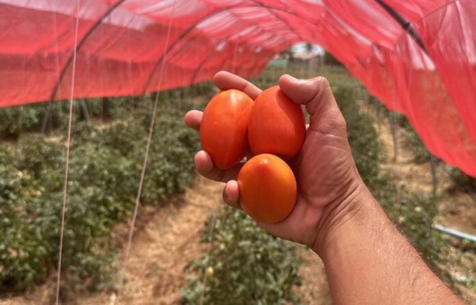 Descubra como o cultivo protegido de tomate em Alagoas está revolucionando a agricultura familiar.