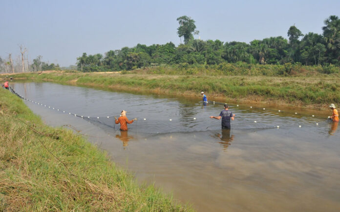 Tambaqui na Amazônia: Aquicultura Sustentável e Desenvolvimento Regional