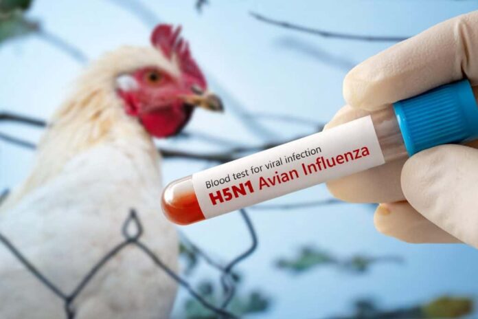 Gripe aviária evolui rapidamente e desafia controle mundial
