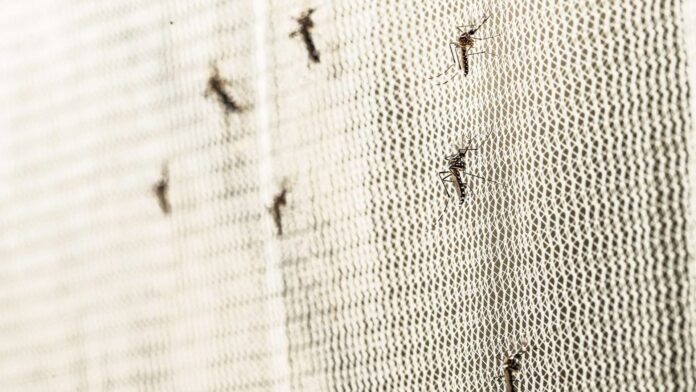 Comportamento coletivo dos mosquitos imita redes neurais cerebrais