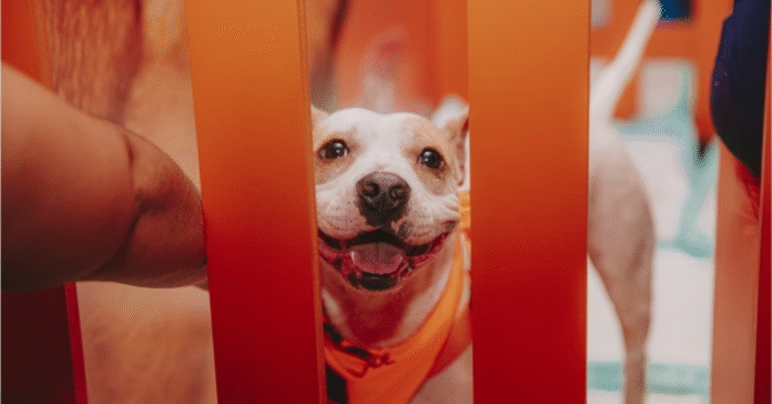 Adoção responsável de animais é destaque em campanhas da GoldeN