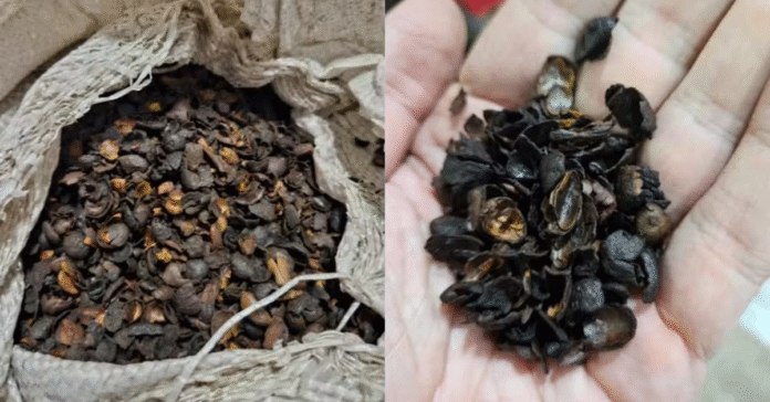 Ministério da Agricultura recolhe café falso com toxinas e cascas