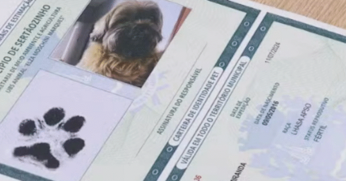 Cadastro nacional para cães e gatos será gratuito e digital
