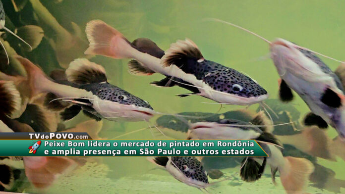 A empresa, com sede em Pimenta Bueno (RO), investe em tecnologia própria e já é pioneira na reprodução comercial do jaú, além de expandir sua atuação para vários estados.
