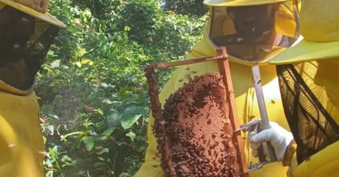 Ações da Semagric incentivam a produção de mel na capital