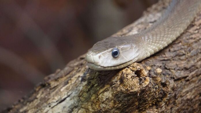 Anticorpos humanos são chave para antídoto universal contra cobras