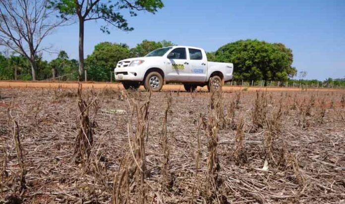 Soja viva está proibida em Rondônia até setembro de 2025