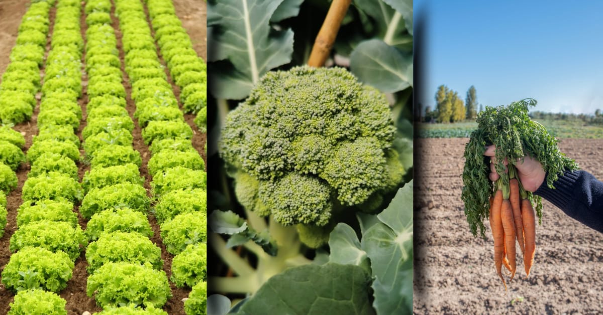 Hortaliças folhosas e raízes com alto padrão comercial no Hortinov 2025