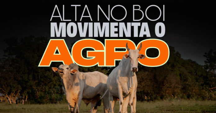 Alta no preço do boi gordo movimenta o agronegócio no segundo semestre de 2025