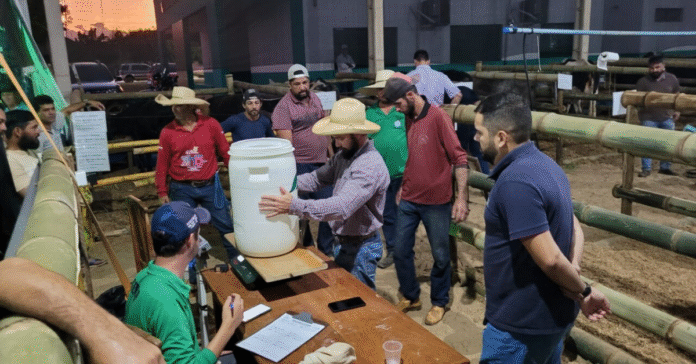 Produtor rural ordenha vaca durante o Concurso Leiteiro em Cabixi, com público acompanhando o evento no Cone Sul de Rondônia