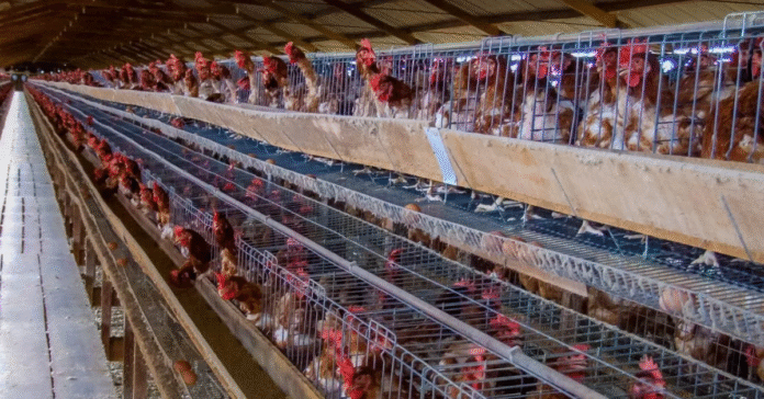Como melhorar a prevenção da influenza aviária em Rondônia nas granjas