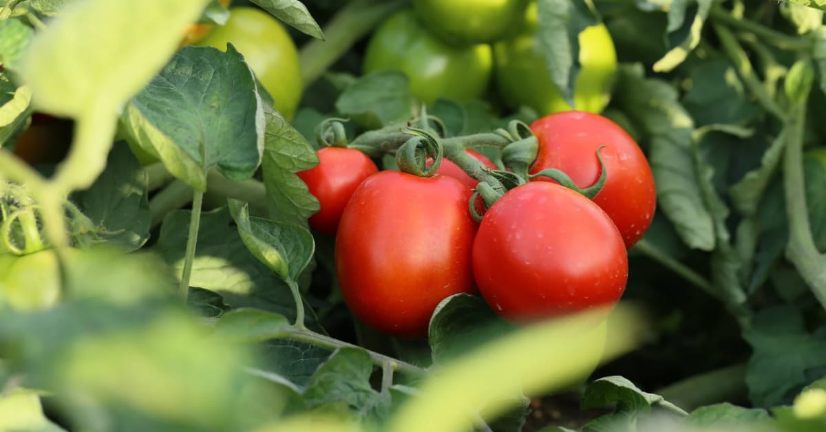 Cultivo de tomates resistentes ao geminivírus apresentado no Hortinov 2025