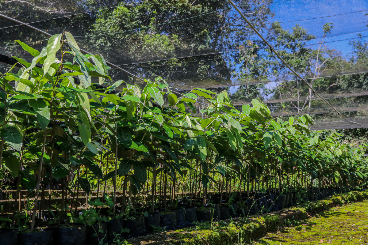 Filas de mudas frutíferas em viveiro protegido por tela de sombreamento, com árvores ao fundo.