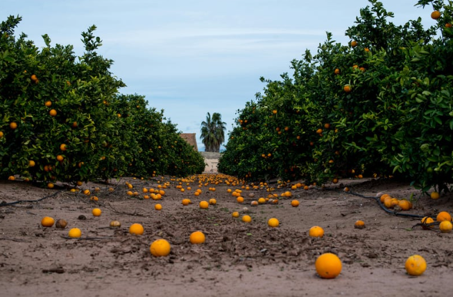 Pomar de laranjas com frutas caídas no chão, simbolizando desperdício e crise na colheita.