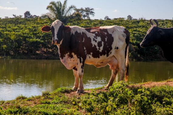 A vaca malhada produz até 22 litros de leite por dia