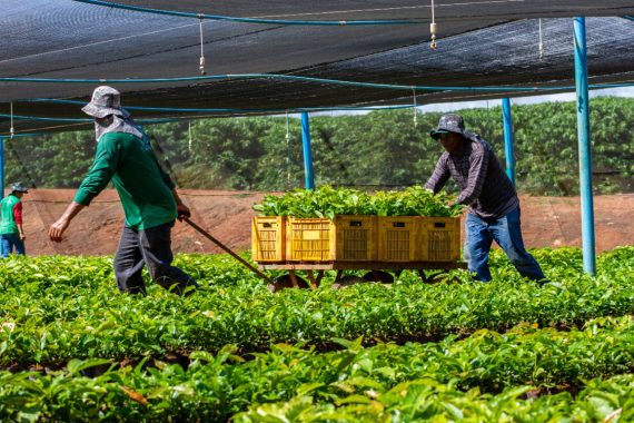 Agricultores retiram mudas de café em viveiro coberto no interior de Rondônia