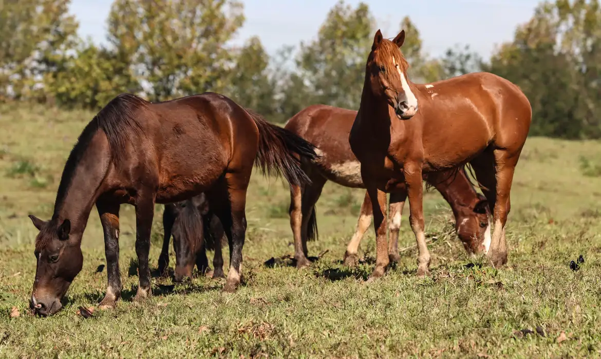 Cavalos em pasto, tema da ração contaminada que matou 245 equinos