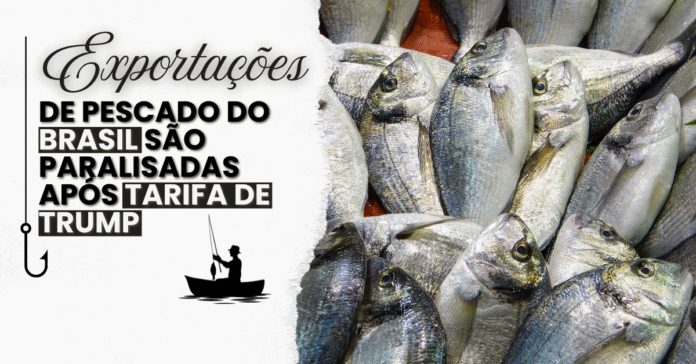 Exportações de pescado paralisadas — Tarifa de Trump Exportações de pescado do Brasil paralisadas por tarifa de Trump, imagem mostra peixes frescos empilhados.