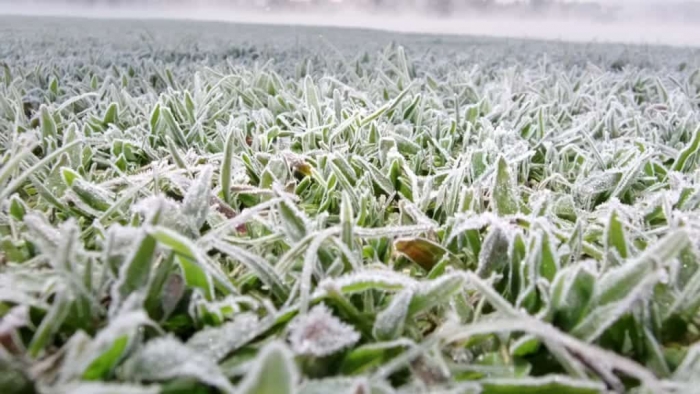 Grama coberta por geada em manhã fria no Sul do Brasil