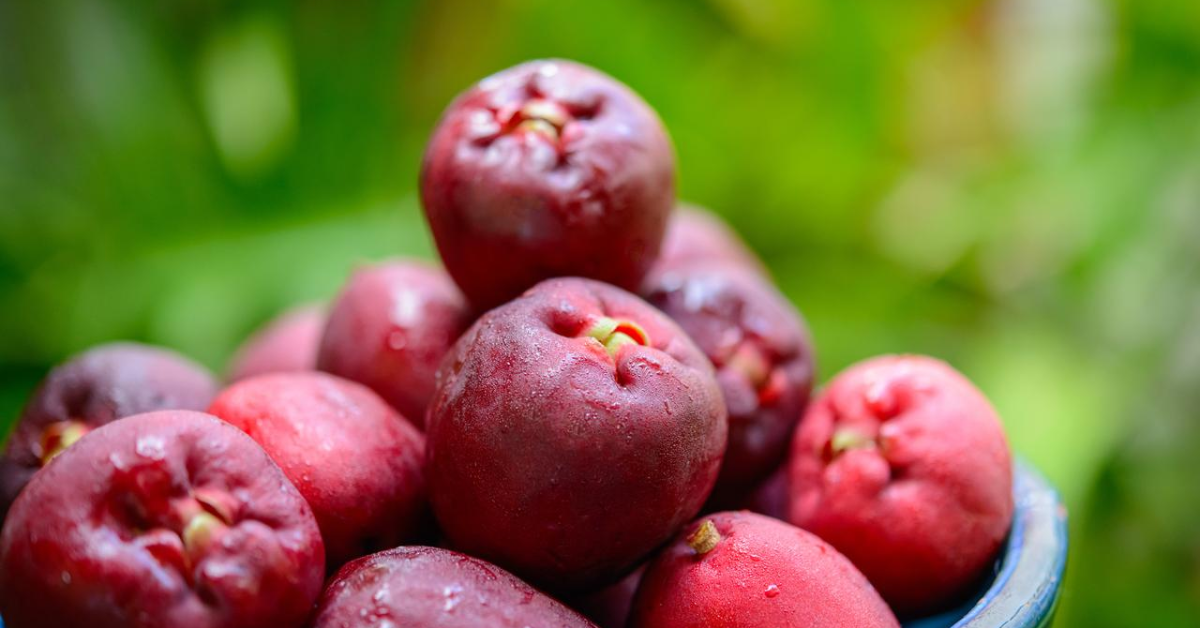 Frutas jambo frescas em destaque, com casca vermelha viva, em recipiente sobre fundo natural esverdeado.