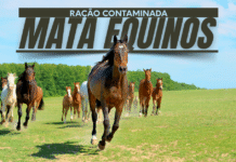 Ração contaminada mata 245 equinos em quatro estados Cavalos correndo em pasto ilustram caso de ração contaminada que mata equinos