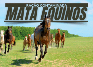 Ração contaminada mata 245 equinos em quatro estados Cavalos correndo em pasto ilustram caso de ração contaminada que mata equinos
