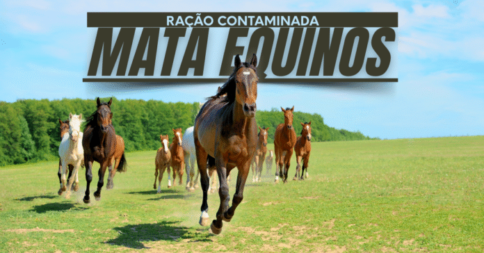 Equinos em campo reforçam alerta sobre ração contaminada Cavalos correndo em pasto ilustram caso de ração contaminada que mata equinos
