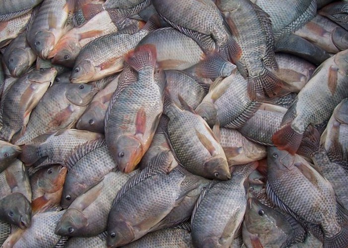 Tilápias empilhadas, simbolizando a paralisação da exportação de pescado brasileiro após tarifa dos EUA.