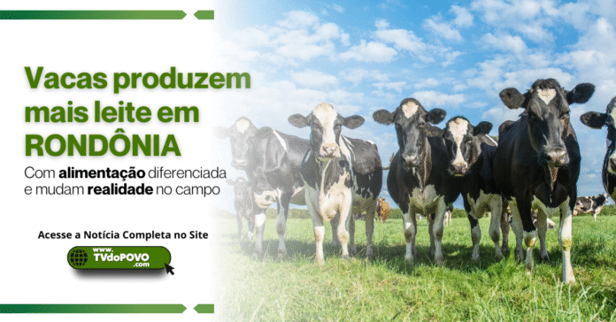 Produção Leiteira em Destaque: Vacas de Rondônia Vacas leiteiras pastando em um campo verde ensolarado em Rondônia, Brasil.