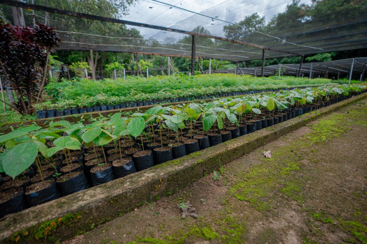Filas de mudas frutíferas em viveiro coberto, com vegetação ao fundo e solo coberto por musgo.