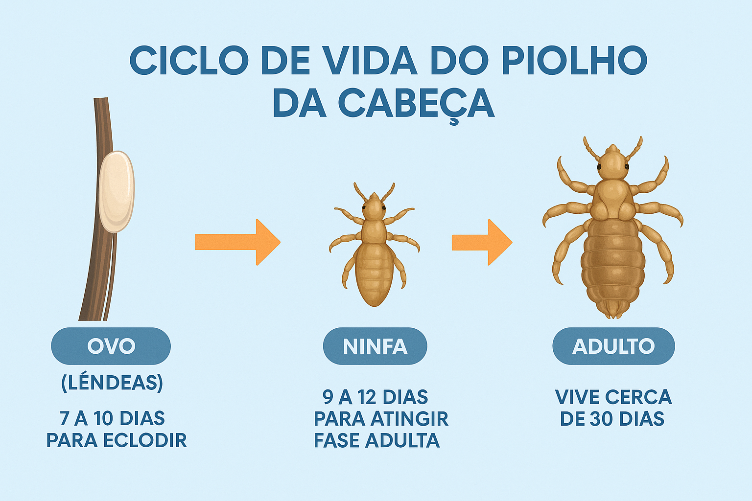 Infográfico ilustrando o ciclo de vida do piolho da cabeça, com as fases de ovo (lêndeas), ninfa e adulto e a duração aproximada de cada etapa.