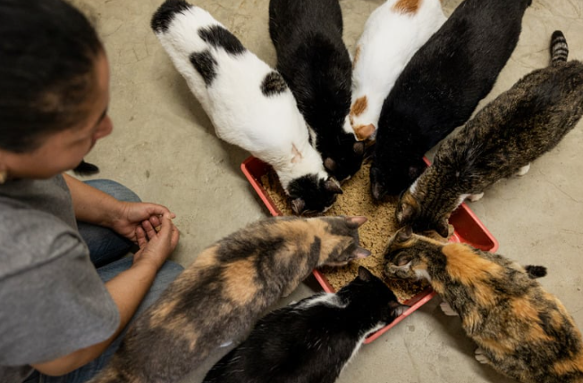 Voluntários alimentando e cuidando de gatos em abrigo, ação comum no Dia Internacional do Gato.