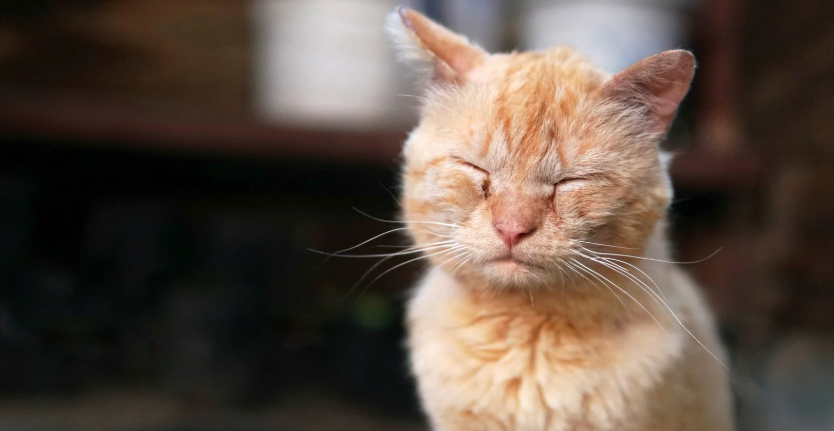 Close-up de gato idoso de pelagem laranja com olhos fechados, em ambiente desfocado.