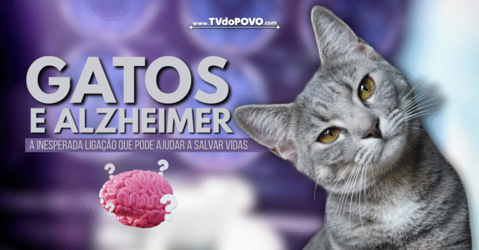 Gato cinza ao lado de ilustração de cérebro, representando ligação entre demência felina e Alzheimer.